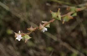 Image result for Oxygonum sinuatum