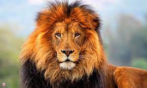 pin de clelia castelletti en 2017 arte leon leon fondo de pantalla animales