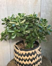 We did not find results for: Jade Plant 9 Jade Plant 9 Diameter Pot In Toronto On The New Leaf Flowers Gifts