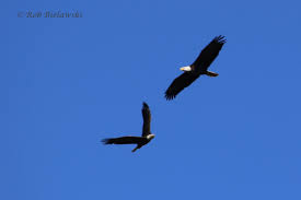 Bald Eagle — Beach Birding