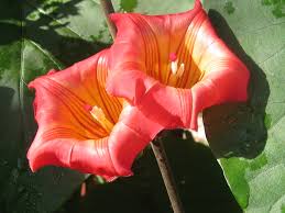 Image result for Stictocardia