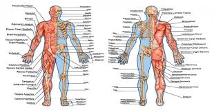 Maybe you would like to learn more about one of these? Materi Dasar Anatomi Fisiologi Manusia Lancang Kuning