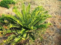 Image result for Encephalartos villosus