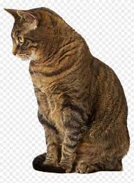 With Blood Clots Veterinary Transparent Background Sitting Cat No Background Clipart 2812705 Pikpng