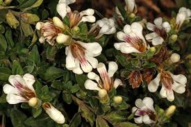 Image result for Sclerochiton harveyanus