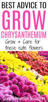 How To Grow And Care For Mums Chrysanthemums Caring For Mums Mums Flowers Chrysanthemum Growing