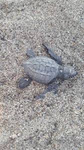 But i have good news for you! Releasing Sea Turtles What You Should Know