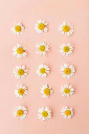Yellow And Pink Color Palette Spring Color Palette Inspiration Daisies Pattern Inspiration Grid Flower Wallpaper Flowers Photography Aesthetic Wallpapers