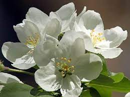 It offers its citizens numerous striking flowering trees, including tree lilac, downy serviceberry, white fringetree, korean mountain ash, cucumber magnolia, dogwood, and many these spring months will give your trees and shrubs plenty of time to grow and acclimate during the summer and fall. Image Result For White Flowering Trees Identification White Flowering Trees Tree Identification Flowering Trees