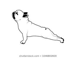 Black And White Merle Frenchie Cute French Bulldog Yoga Exercise In Black White French Bulldog Painting French Bulldog Drawing Bulldog Images