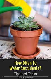 Do you know how often to water succulents? How Often To Water Succulents Plant Care Today How To Water Succulents Succulents Succulent Gardening