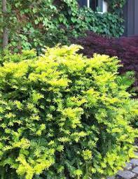 We did not find results for: Taxus Cuspidata Aurescens From Nvk Nurseries