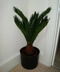 You can use rough barked branches or moss sticks, or other creeping helps from the store or nature. Sago Palm Cycas Revoluta Guide Our House Plants