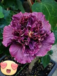 Newchic offer quality hibiscus flowers at wholesale prices. Philippine Hibiscus Distributor And Seller Home Facebook