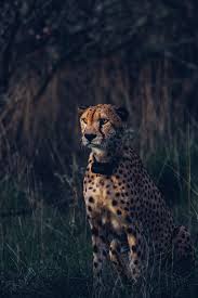 Cheetah At A Safari More About Namibia On Thetravelblog At Big Animals Cheetah Pictures Cheetah Animal