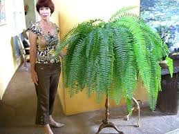 You can set the plants on pebble trays filled with water, so long as the pot does not sit in standing water. Boston Fern Caring For The Boston Fern Youtube