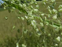 Image result for Briza minor