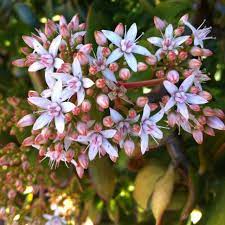 More Jade Plant Flowers Jade Plants Garden Plants Plants