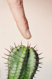 For other cactus fungi, like cactus anthracnose, it may be necessary to cut out the affected area. Finger Touching A Cactus Needle By Sally Anscombe Finger