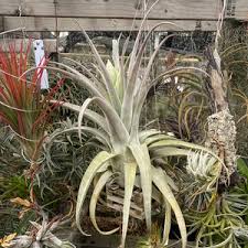 Image result for Stanfieldiella