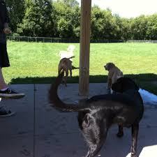 Petland iowa city is a local pet store that has been operating for over 8 years in iowa. Iowa City Animal Care Adoption Center Home Facebook