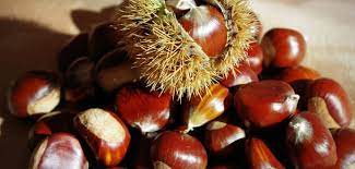 Mein mann ist übrigens ein richtiger 2 a) in der frauenzeitschrift leila gibt es eine seite für leserfragen. Maroni Gesunde Winterdelikatesse Hungry For Science