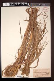 Image result for Heteropogon melanocarpus