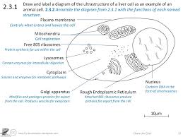 This article describes the histology of the liver, including its structure, characteristics, cells and clinical aspects. Http Sciencevideos Wordpress Com Draw The Core 172 3 1draw