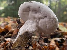 Image result for Sutorius eximius