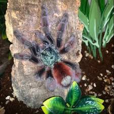 W retrospekcji do chicago z lat 20. Cozy Tarantulas On Twitter Amelie Ybyrapora Diversipes Another Pic From A Previous Photo Shoot But I Wanted To Announce Amelie Molted Out As Male Yesterday Photos To Come Once