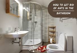 Maybe you would like to learn more about one of these? Ants In Bathroom How To Get Rid Of Ants In The Bathroom Pest Samurai