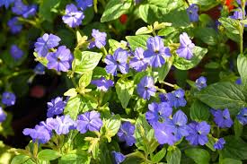 Image result for Browallia americana