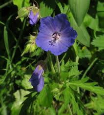 Image result for Gerrardinaceae