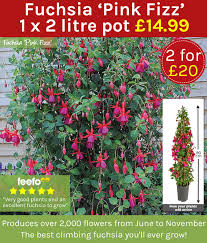 When established in the garden bed or growing in a pot or basket the enchanting bells of colour will add breathtaking beauty to any setting. Thompson Morgan Large Potted Climbing Fuchsia Only 10 Each Milled