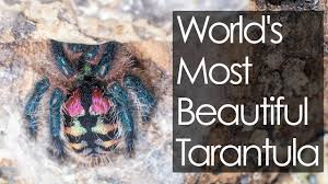 I keep tarantulas and it's pretty amazing to watch them go from pinky nail to dinner plate size over a few years. Most Colourful Pet Tarantula Typhochlaena Seladonia Youtube