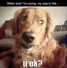 25 Funny Animal Pictures Of The Day Funnydogs Dogtraining Funny Animals Funny Dogs Dog Memes
