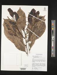 Image result for Homalium abdessammadii