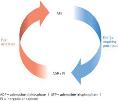 The aerobic energy system utilises proteins, fats, and carbohydrates (glycogen) to synthesise atp. Human Metabolism Carbohydrates Fats And Proteins Chapter 9 Mrcog Part One