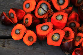 We did not find results for: Apa Itu Kebijakan B20 Dan B100 Kelapa Sawit Yang Disebut Jokowi
