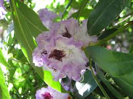 Check spelling or type a new query. How Do I Propagate Rhododendron Cuttings And How To Move Plants Hometalk