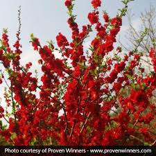 Check spelling or type a new query. Spring Flowering Texas Scarlet Flowering Quince Shrub Live Plants 1 Gallon Potted Plant Bush Blooms Landscaping Scarlet Red Flowers Bonsai Trees Home Living Kromasol Com