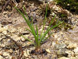 Image result for Isoetes welwitschii