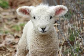 Here S Why Millions Of People Don T Eat Lamb Anymore Mercy For Animals