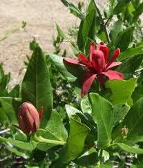 Maybe you would like to learn more about one of these? Calycanthus Occidentalis Spice Bush Native Plant Gardening California Native Plants Flowering Bushes