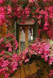 Rosa Blumen Um Zu Helfen Die Beschwerde Einzudammen Beschwerde Blumen Einzudammen Helfen Balcony Flowers Garden Windows Flower Window