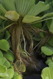 Image result for Pistia