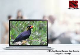 Perbedaan sogok ontong anakan jantan dan betina. 13 Daftar Harga Burung Beo Beserta Mengenal Jenisnya