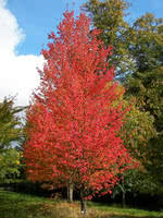 Check spelling or type a new query. Manitoba Maple Vs Red Maple Treetime Ca
