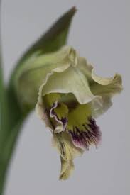 Image result for Gladiolus permeabilis