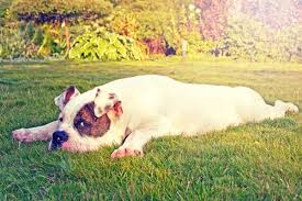 Do Your Dogs Crave Sunshine